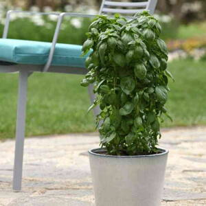 Bazalka 'Evergreen Emerald Towers'