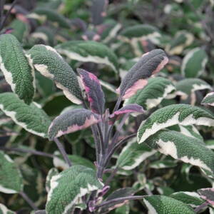 Šalvia lekárska 'Tricolor'