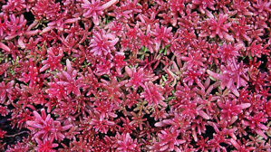 Sedum album 'Coral Carpet'