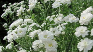 Gypsophila paniculata