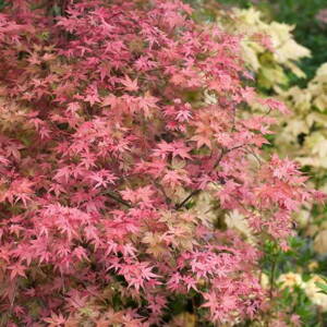  Javor dlaňovitolistý 'Beni-maiko' (Acer palmatum 'Beni-maiko')