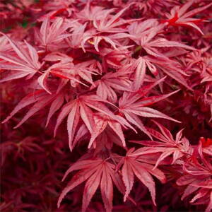 Javor dlaňovitolistý 'Skeeters Broom' (Acer palmatum 'Skeeters Broom')