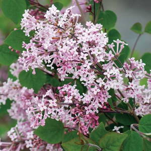Orgován 'Josée' (Syringa 'Josée')