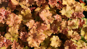 Heuchera "Marmalade"