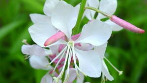Gaura lind. 'Corrie's Gold'
