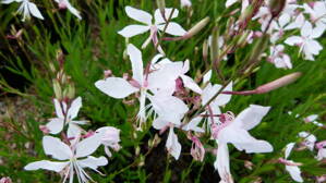 Gaura lind. 'White Dove'