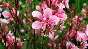 Gaura lind.'Passionate Blush'