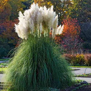 Pampová tráva 'White Feather' (Cortaderia se. 'White Feather')