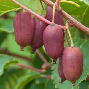 Kiwi 'Ken's Red'
