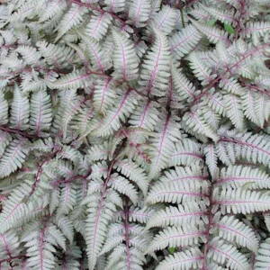 Papraďka japonská 'Silver Falls' (Athyrium niponicum 'Silver Falls')
