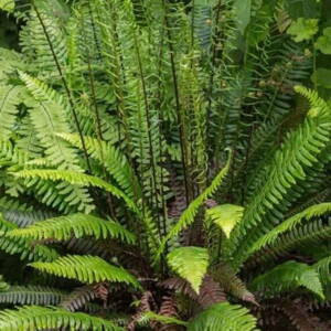 Rebrovka rôznolistá (Blechnum spicant)