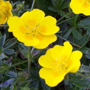 Nátržník 'Aurea' (Potentilla aurea)