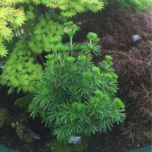 Dáždnik japonský (Sciadopitys verticillata)