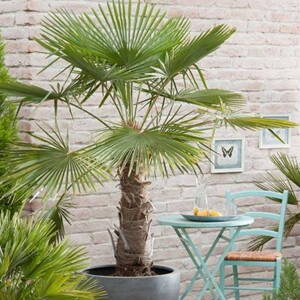 Trachycarpus fortunei - Eagle Palm