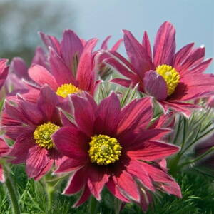 Poniklec obyčajný 'Rubra' (Pulsatilla vulgaris 'Rubra')