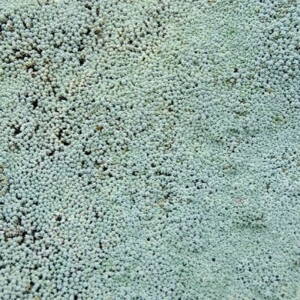 Raoulia australis