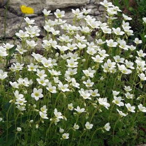 Lomikameň Arendsov "FRUHLINGS SCHNEE" (Saxifraga arendsii Fruhlings Schnee)