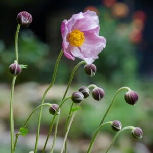 Anemone hup."September Charm"