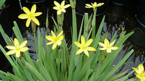 Sisyrinchium californicum