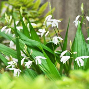 Záhradná orchidea biela (Bletilla striata 'Alba')