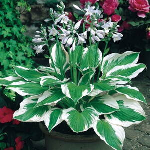 Funkia 'Patriot' (Hosta Patriot)
