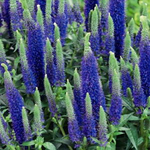 Veronika klasnatá 'Ulster Dwarf Blue' (Veronica spicata Ulster Dwarf Blue)