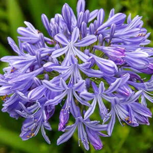 Agapanthus 'Peter Pan'
