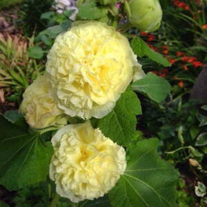 Ibiš ružový 'Pleniflora Yellow' (Alcea rosea 'Pleniflora Yellow')