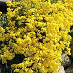 Tarica 'Berggold' (Alyssum montanum Berggold)