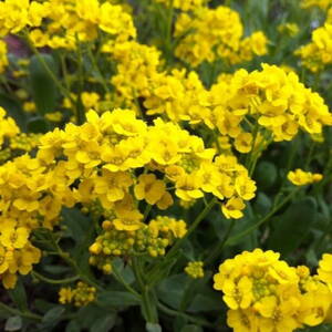 Taričník skalný 'Compacta' (Aurinia saxatilis 'Compacta')