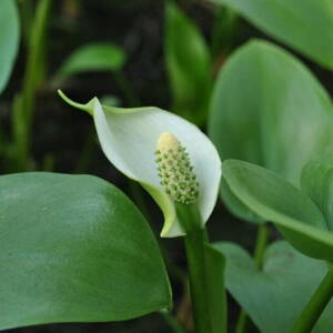 Diablik močiarny (Calla palustris)