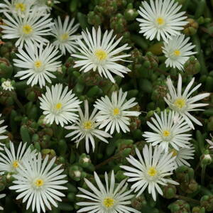 Delosperma 'Graaf Reinet'