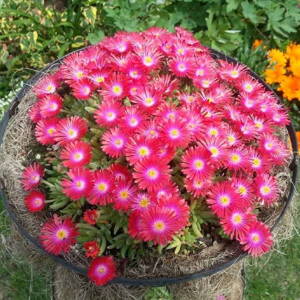 Delosperma Jewel of Desert "GARNET"