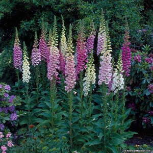Náprstník červený 'Foxy Hybrids' (Digitalis purp. 'Foxy Hybrids')