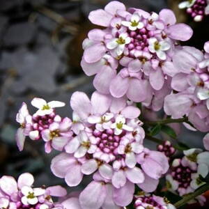Iberka 'Pink Ice' (Iberis 'Pink Ice')