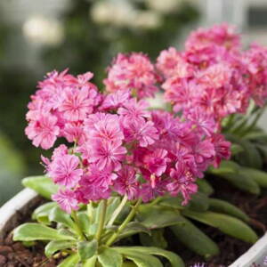 Lewízia kotyledónová 'Elise' (Lewisia cotyledon 'Elise')