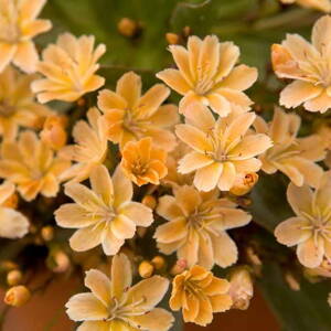 Lewisia longipetala LITTLE MANGO