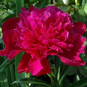 Pivonka 'Inspecteur Lavergne' (Paeonia 'Inspecteur Lavergne')