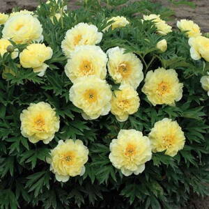 Pivonka 'Itoh Bartzella' (Paeonia 'Itoh Bartzella')