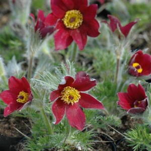 Poniklec obyčajný 'Röde Klokke' (Pulsatilla vulgaris 'Röde Klokke')