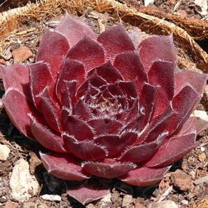 Skalnica 'Rubin' (Sempervivum 'Rubin')