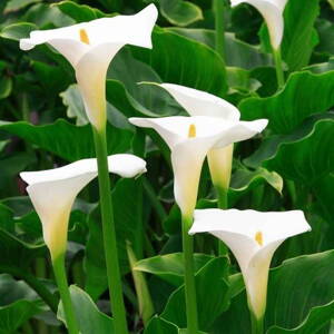 Kornútovka africká (Zantedeschia aethiopica)