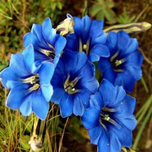 Gentiana True Blue