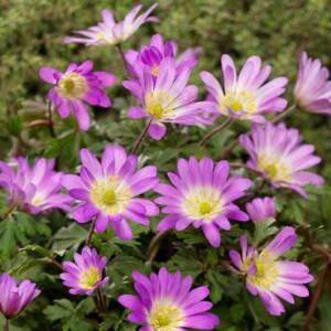 Veternica vznešená 'Pink Star' (Anemone blanda 'Pink Star')