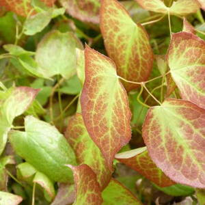Krpčiarka červená (Epimedium rubrum)