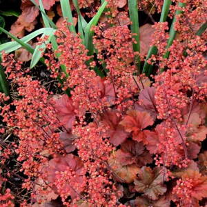 Heuchera 'Cherry Cola' ®