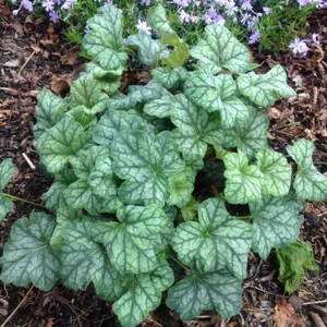 Heuchera 'Mint Frost' ®