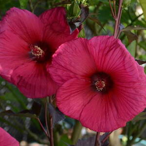 Ibištek bahenný 'Planet Griotte - Tangri' (Hibisc. moscheutos 'Planet Griotte - Tangri')