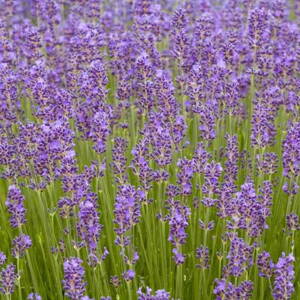 Levanduľa lekárska 'Munstead' (Lavandula ang. 'Munstead')