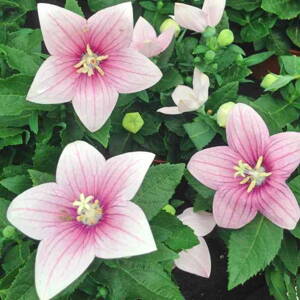 Balónovník veľkokvetý 'Fuji Pink' (Platycodon gra. 'Fuji Pink')